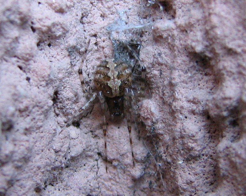 Achaearanea sp. o Parasteatoda tepidariorum